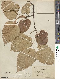 Tilia americana image