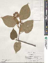 Tilia americana image