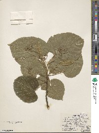 Tilia americana image