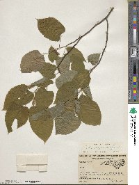 Tilia americana image