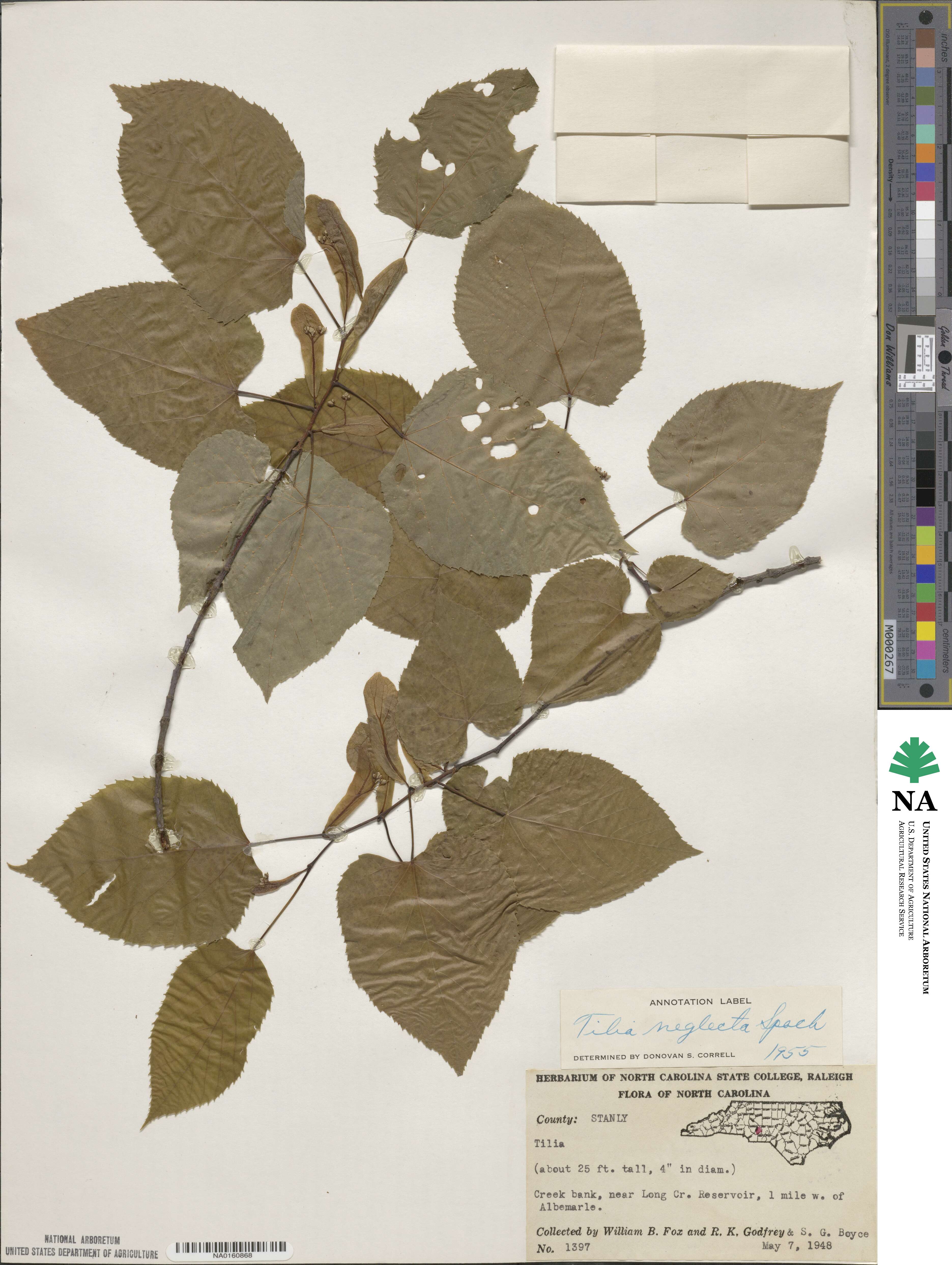 Tilia americana image