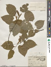 Tilia americana image