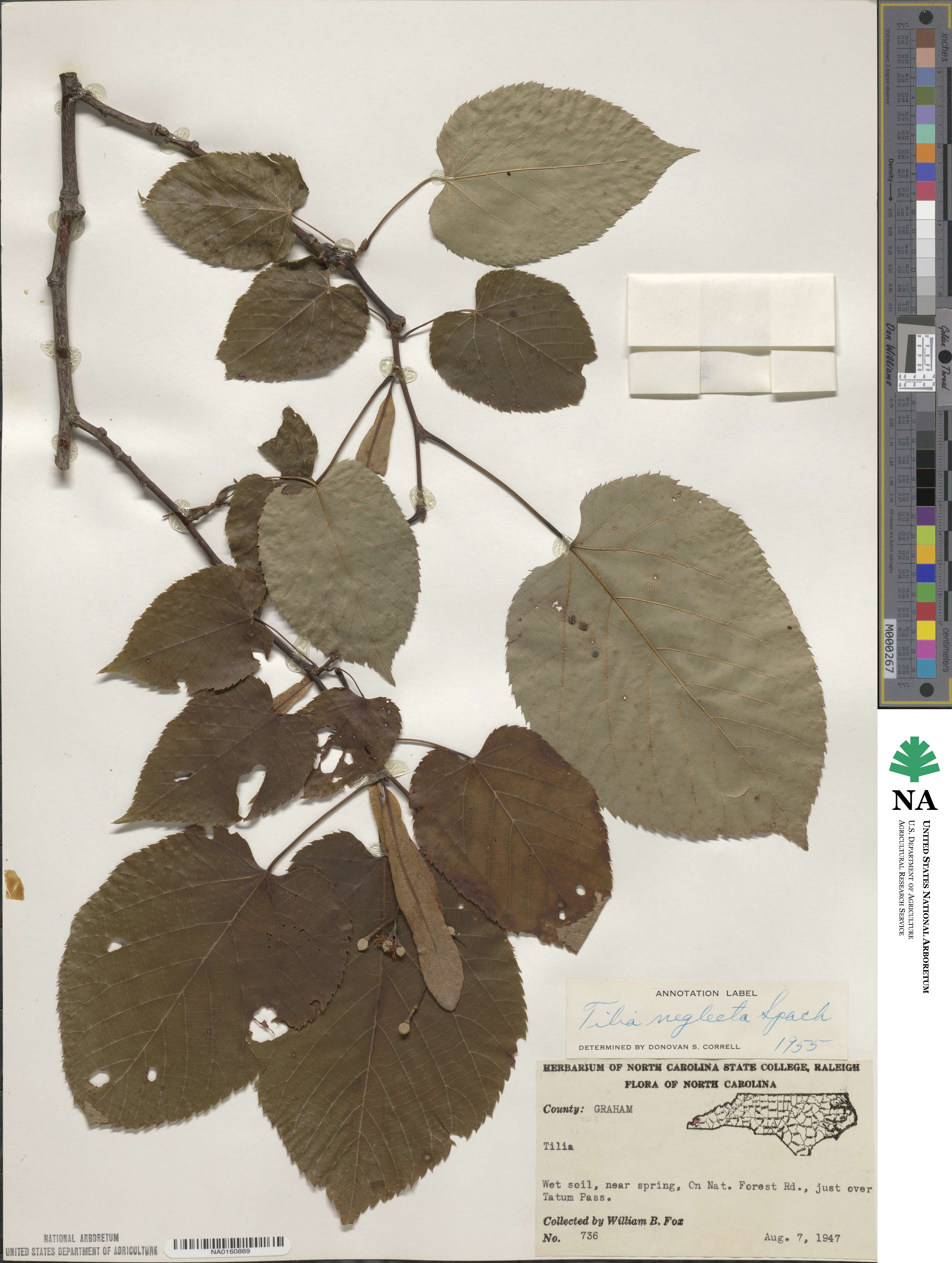 Tilia americana image