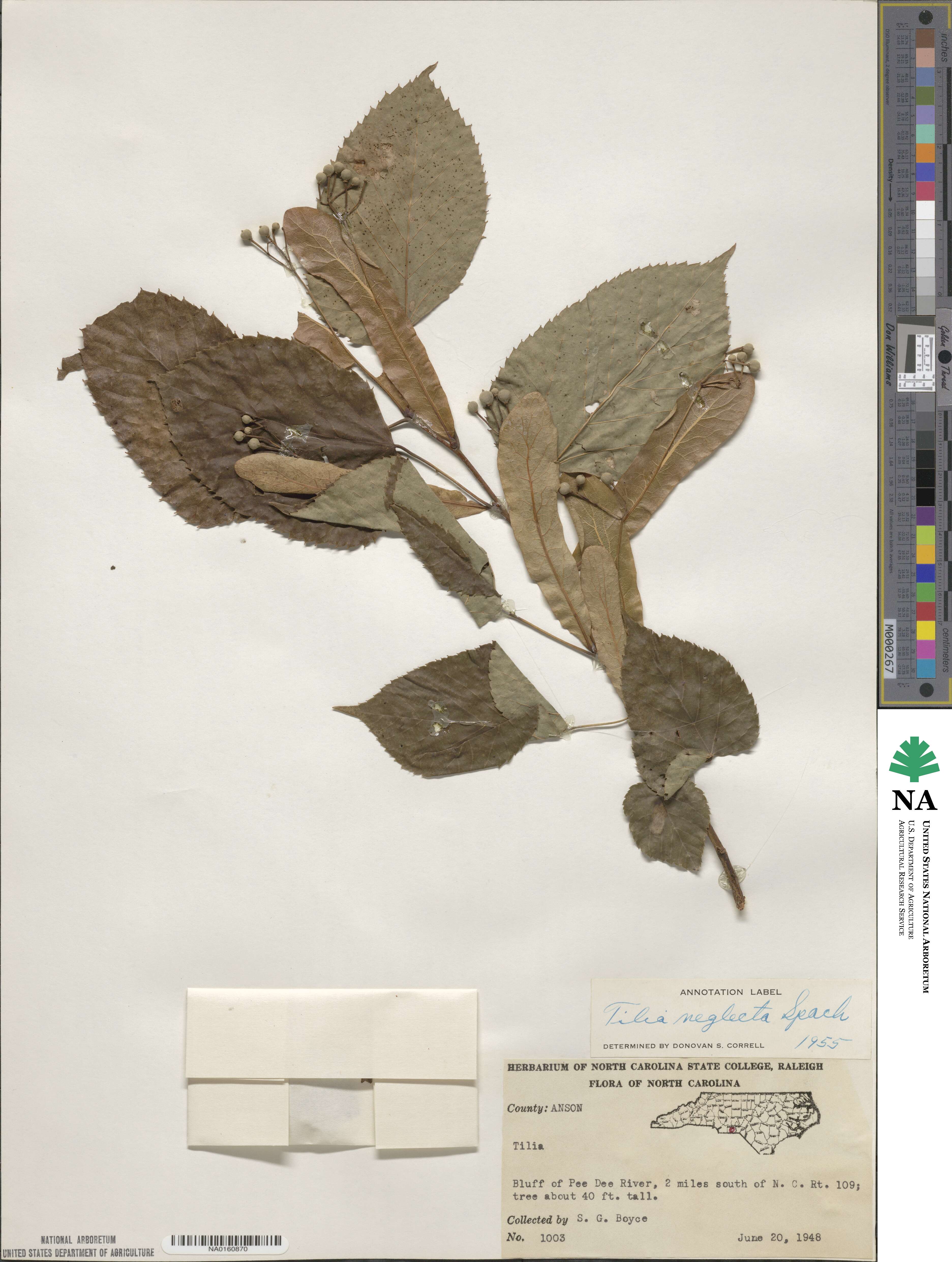 Tilia americana image