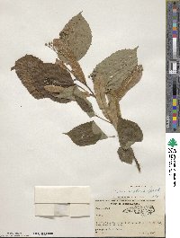 Tilia americana image