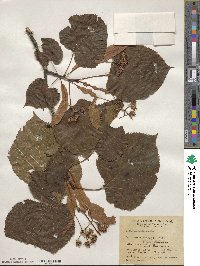 Tilia americana image