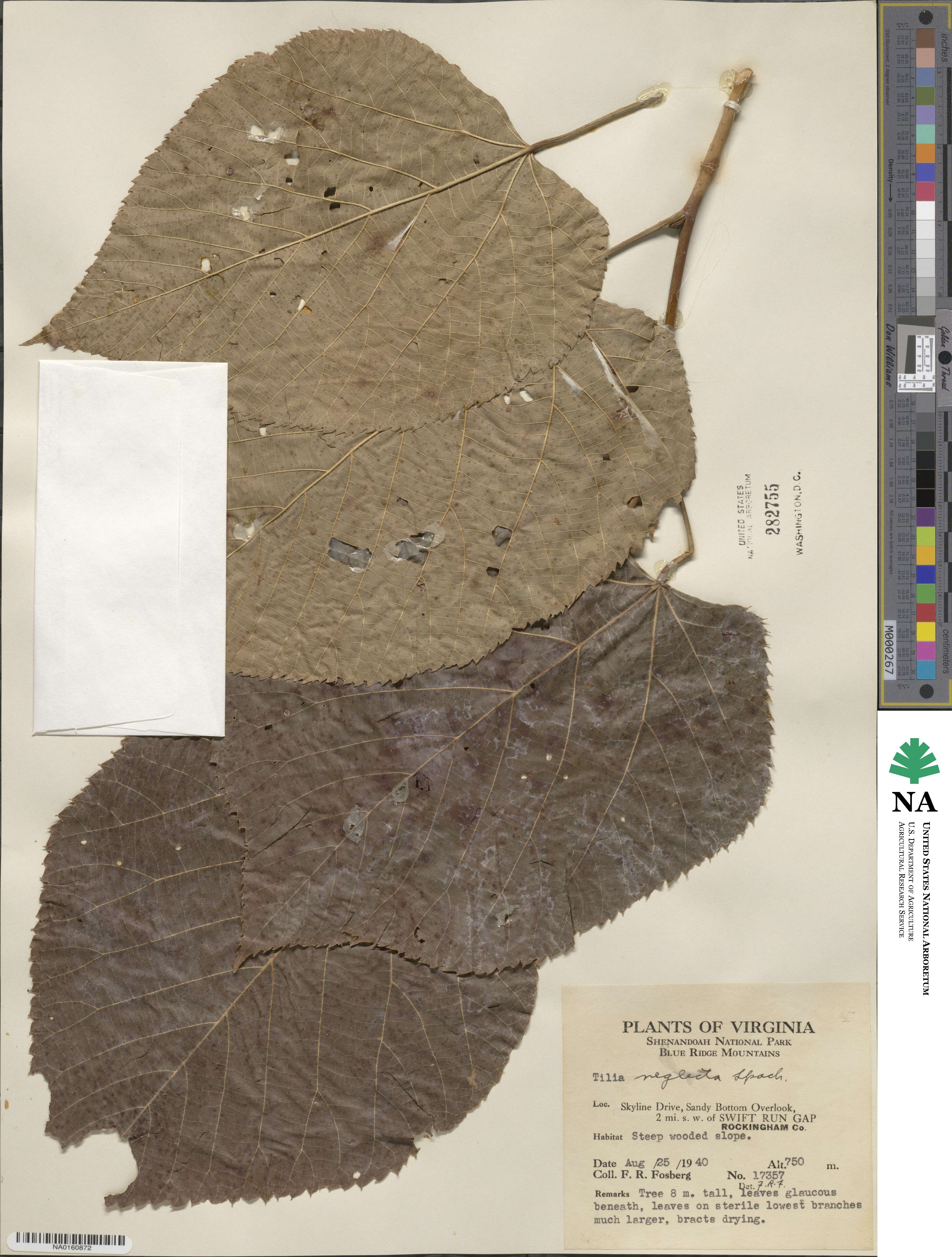 Tilia americana image