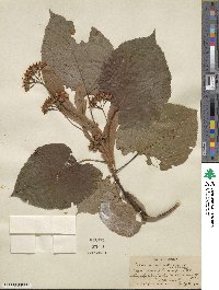 Tilia americana image