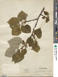 Tilia americana image