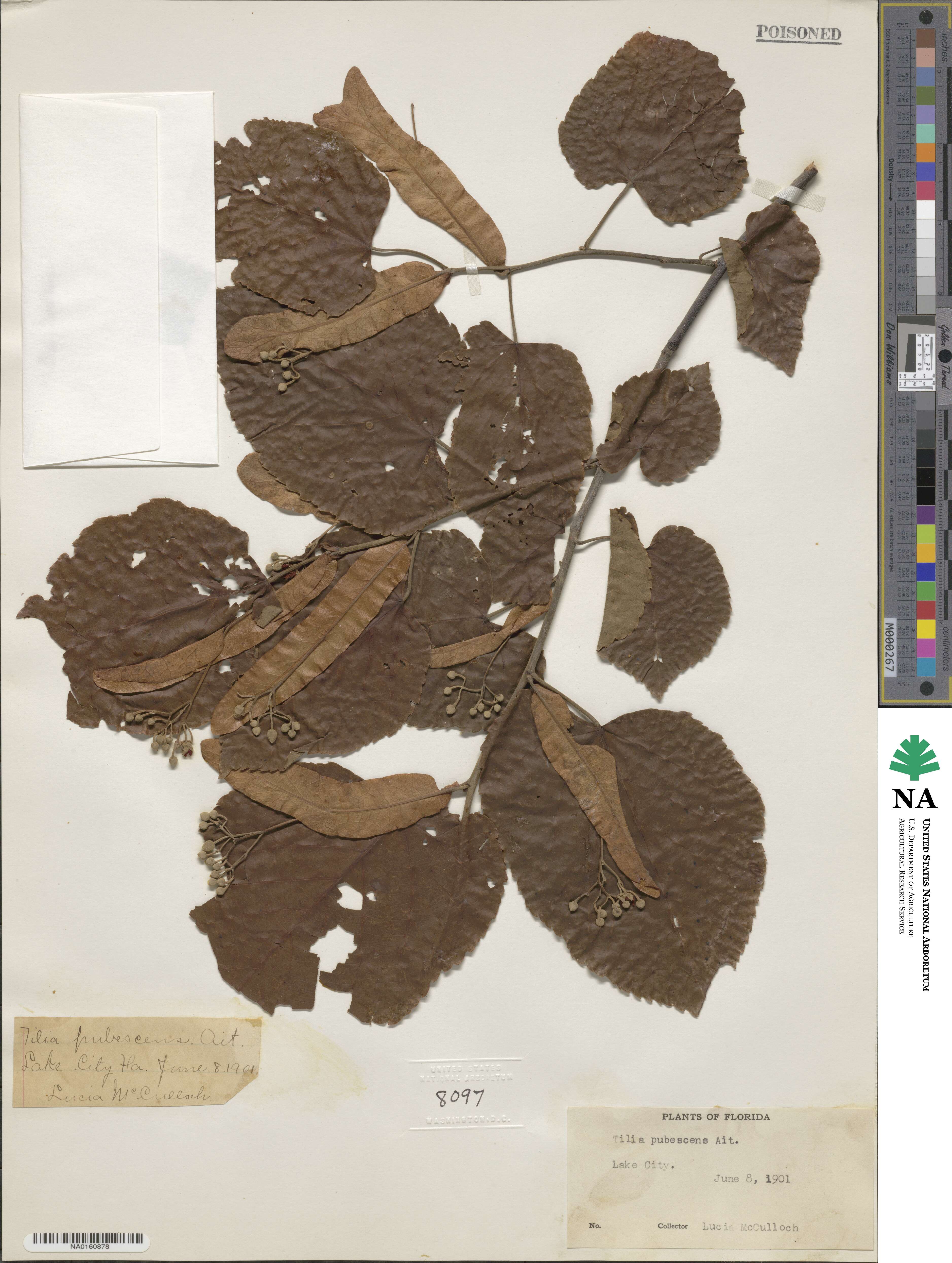 Tilia pubescens image