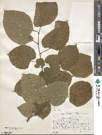 Tilia americana image