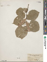 Tilia americana image