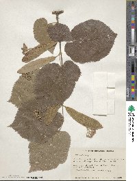 Tilia americana image