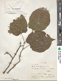 Tilia americana image