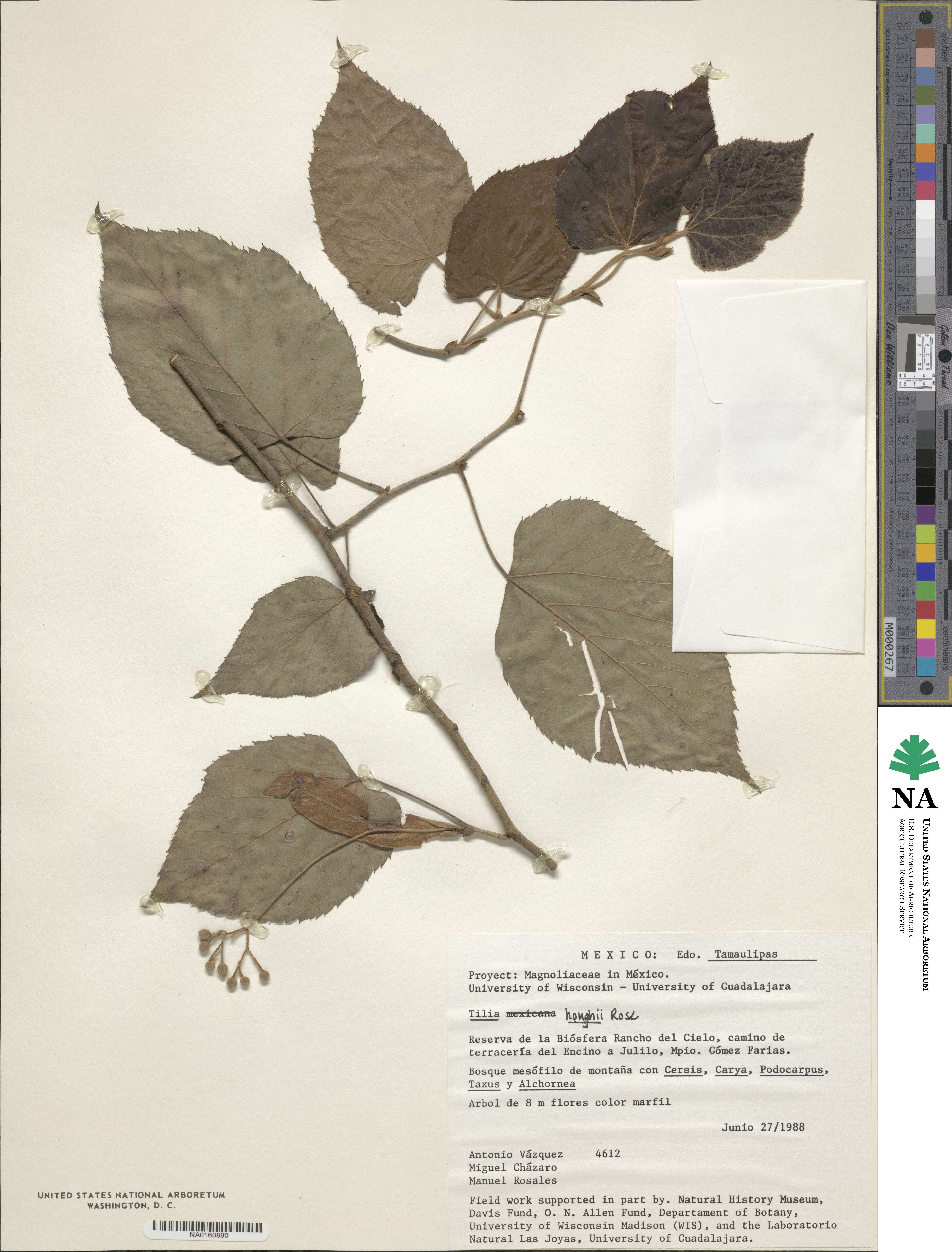 Tilia americana var. mexicana image