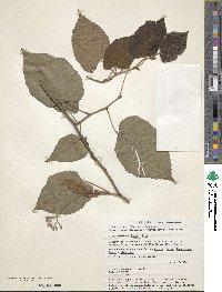 Tilia americana image