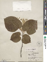 Tilia mexicana image