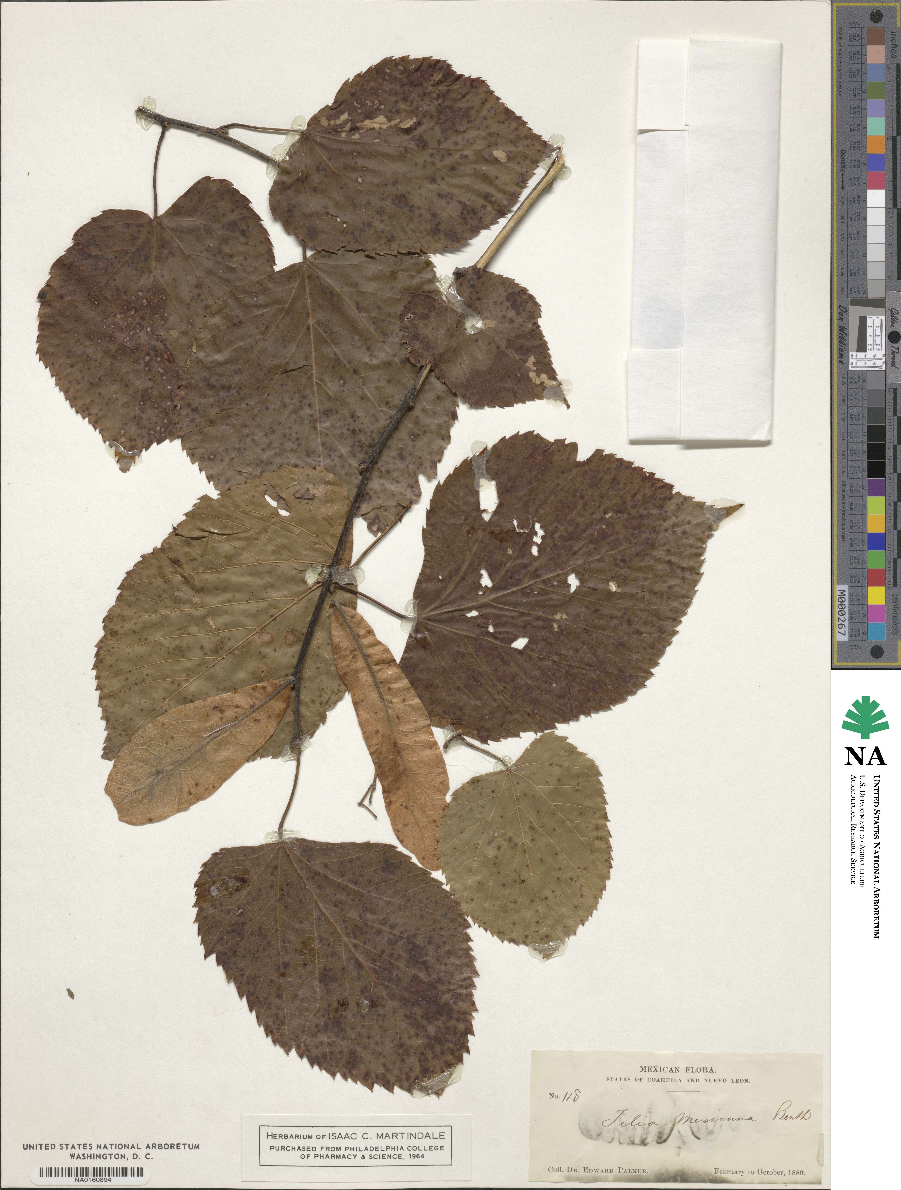 Tilia mexicana image