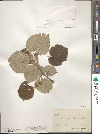 Image of Tilia argentea