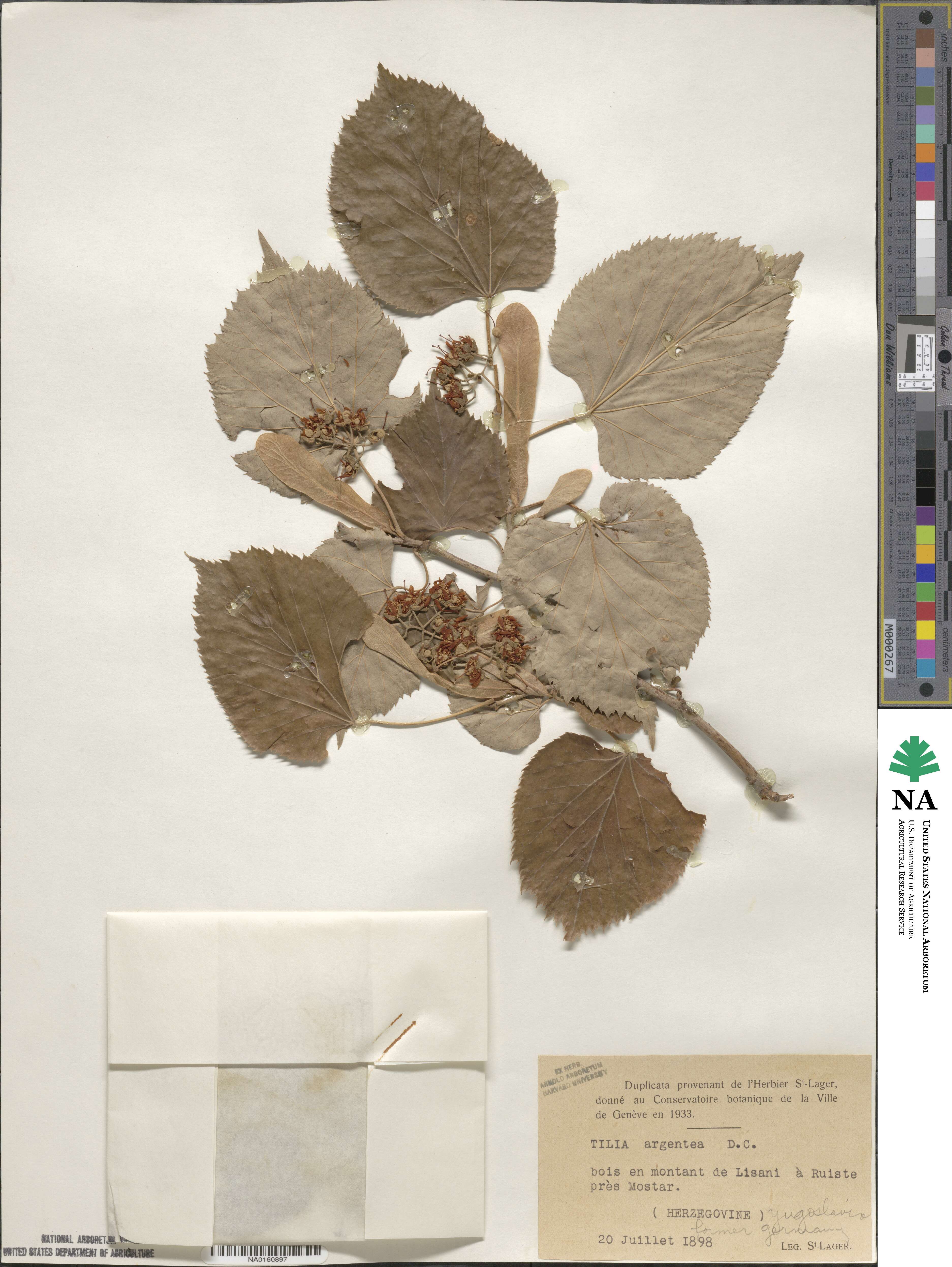 Tilia argentea image