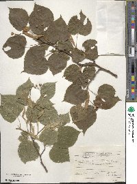 Image of Tilia croizatii