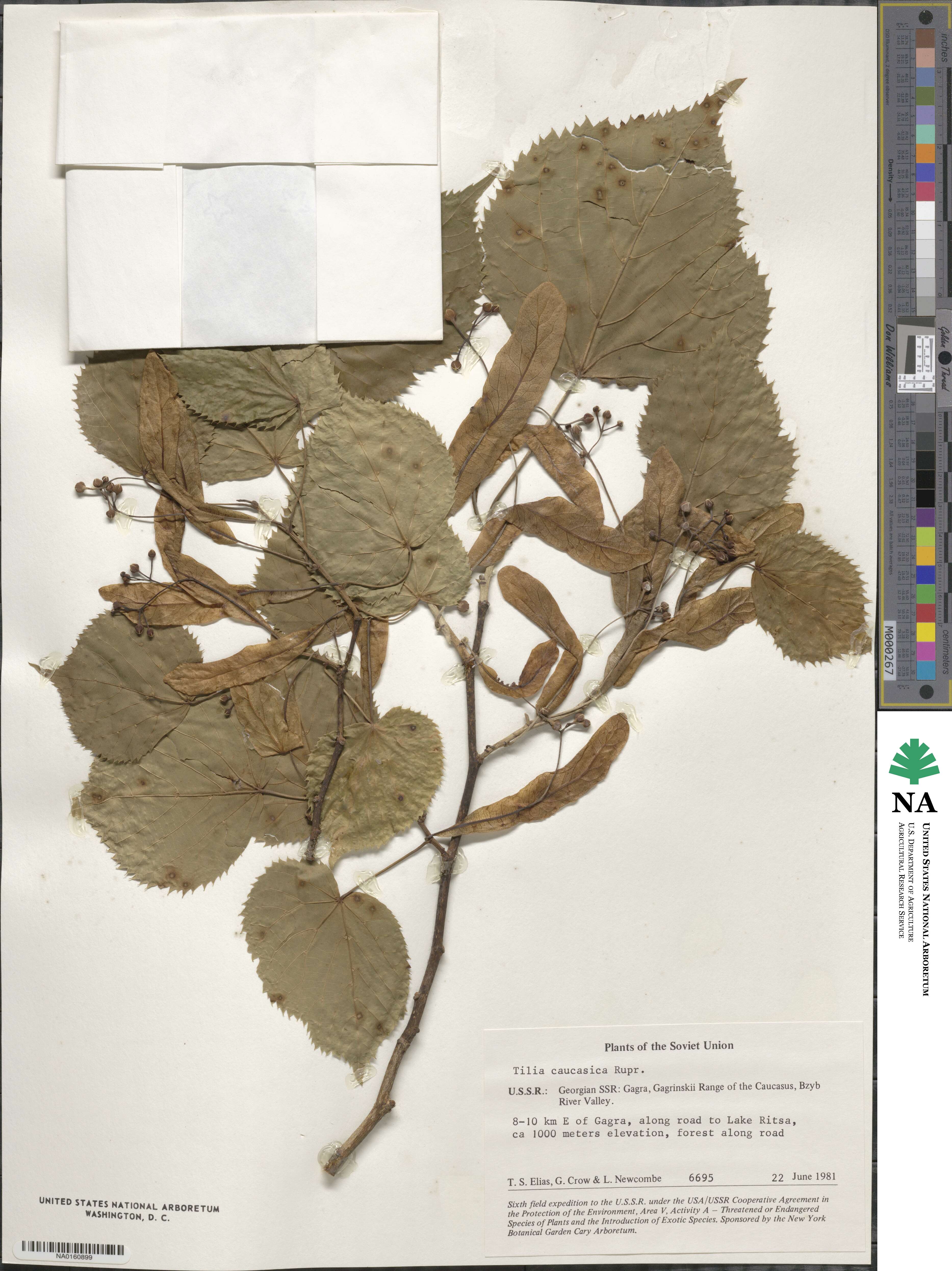 Tilia dasystyla image
