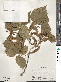 Tilia dasystyla image