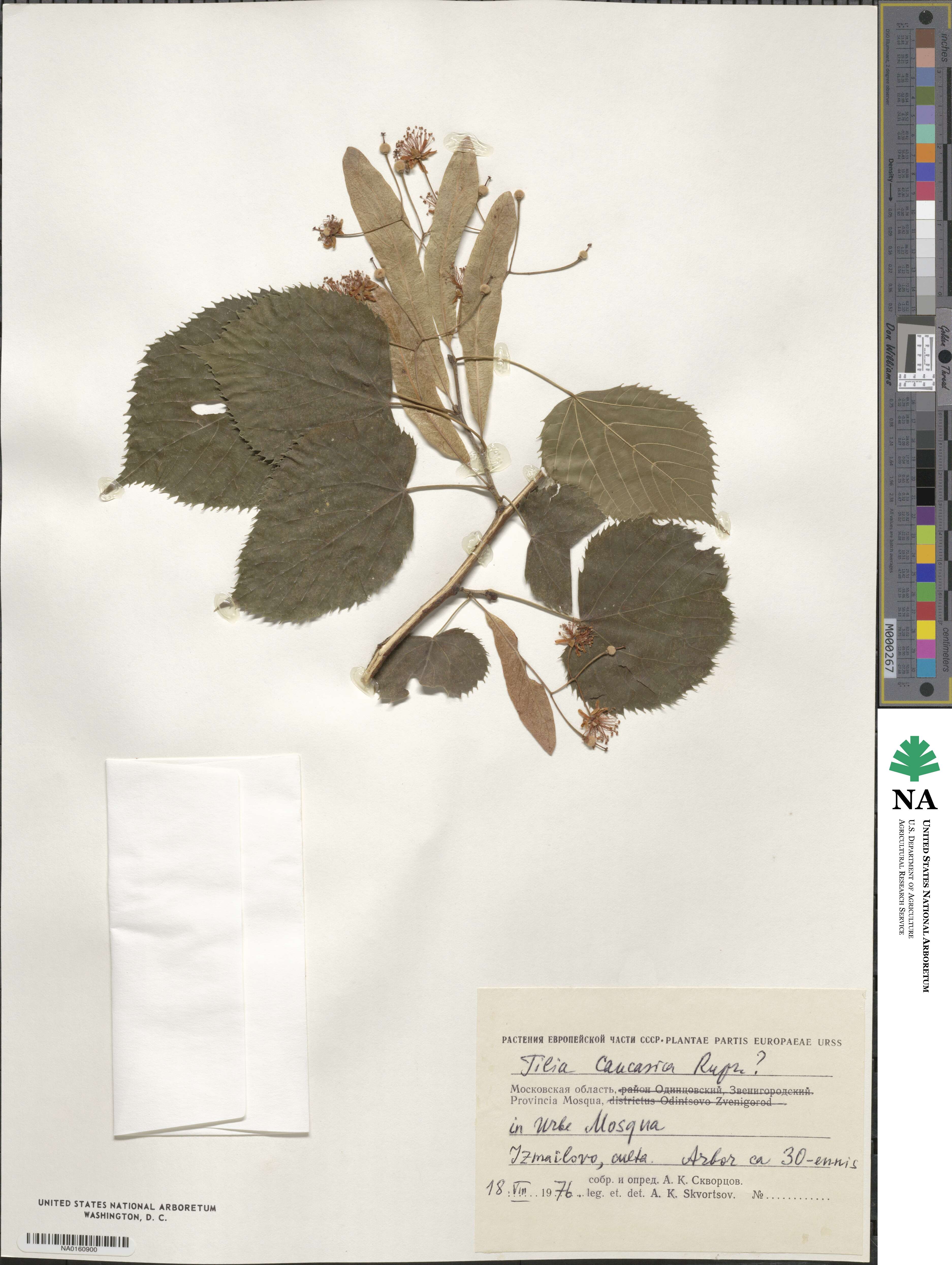 Tilia dasystyla subsp. multiflora image