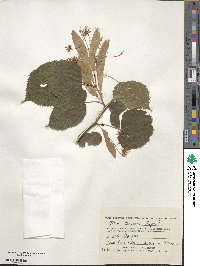 Tilia dasystyla image