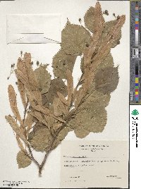 Tilia dasystyla image