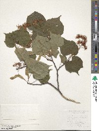 Tilia cordata image