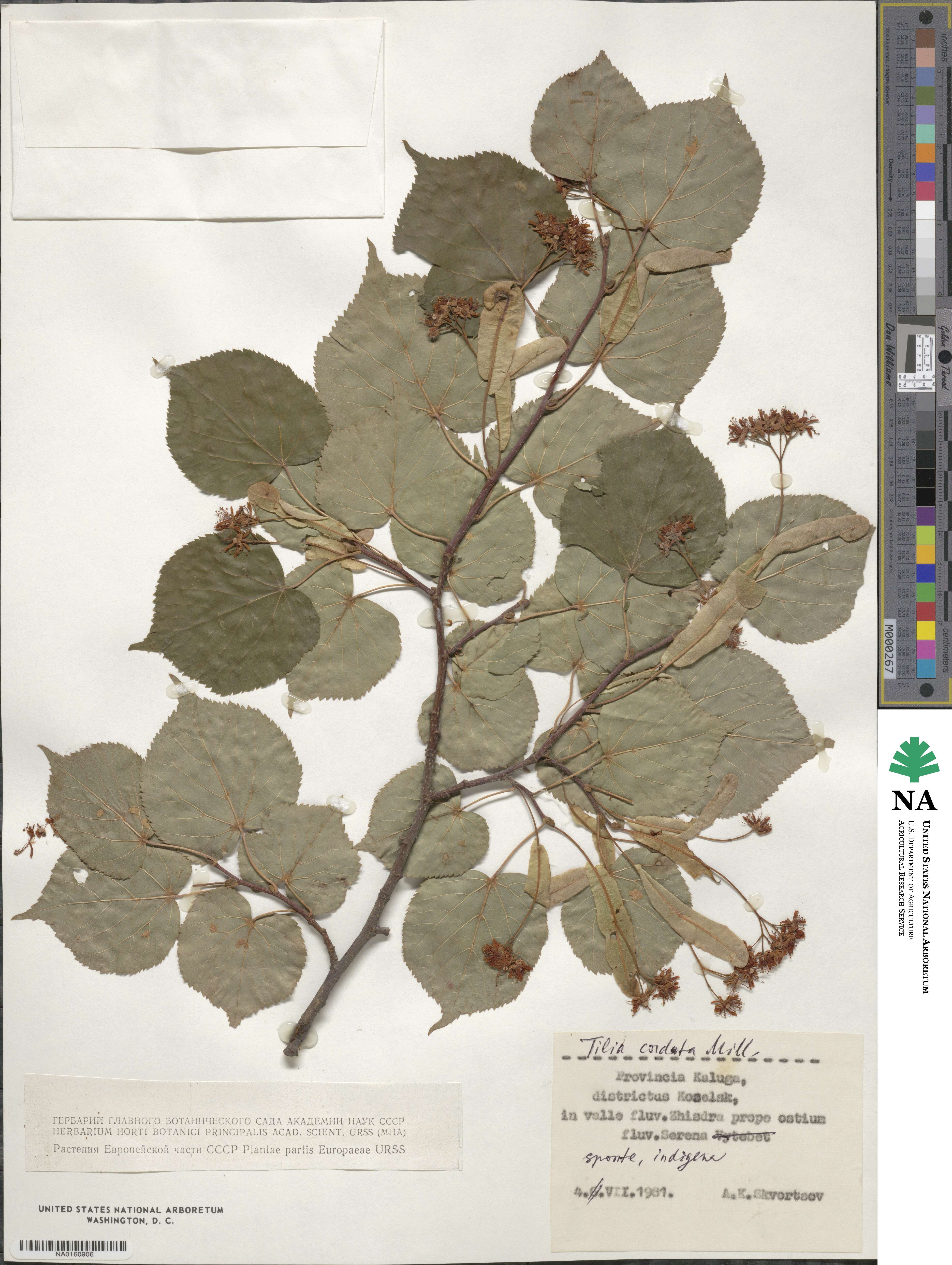 Tilia cordata image