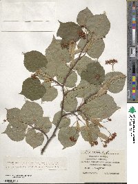 Tilia cordata image