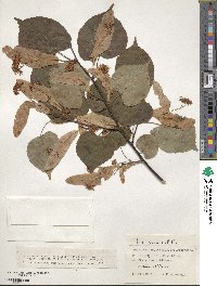 Tilia cordata image