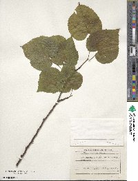 Tilia cordata image