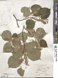 Tilia cordata image