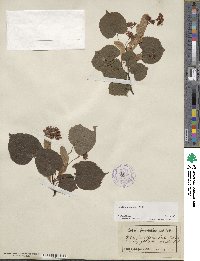 Tilia cordata image