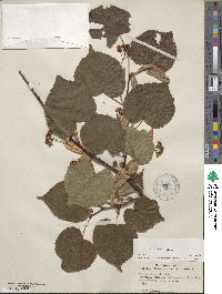 Tilia cordata image