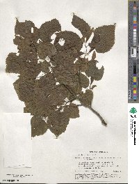 Tilia cordata image