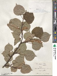 Tilia cordata image