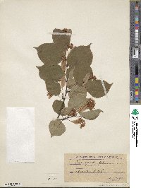 Tilia cordata image