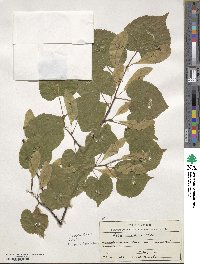 Tilia cordata image