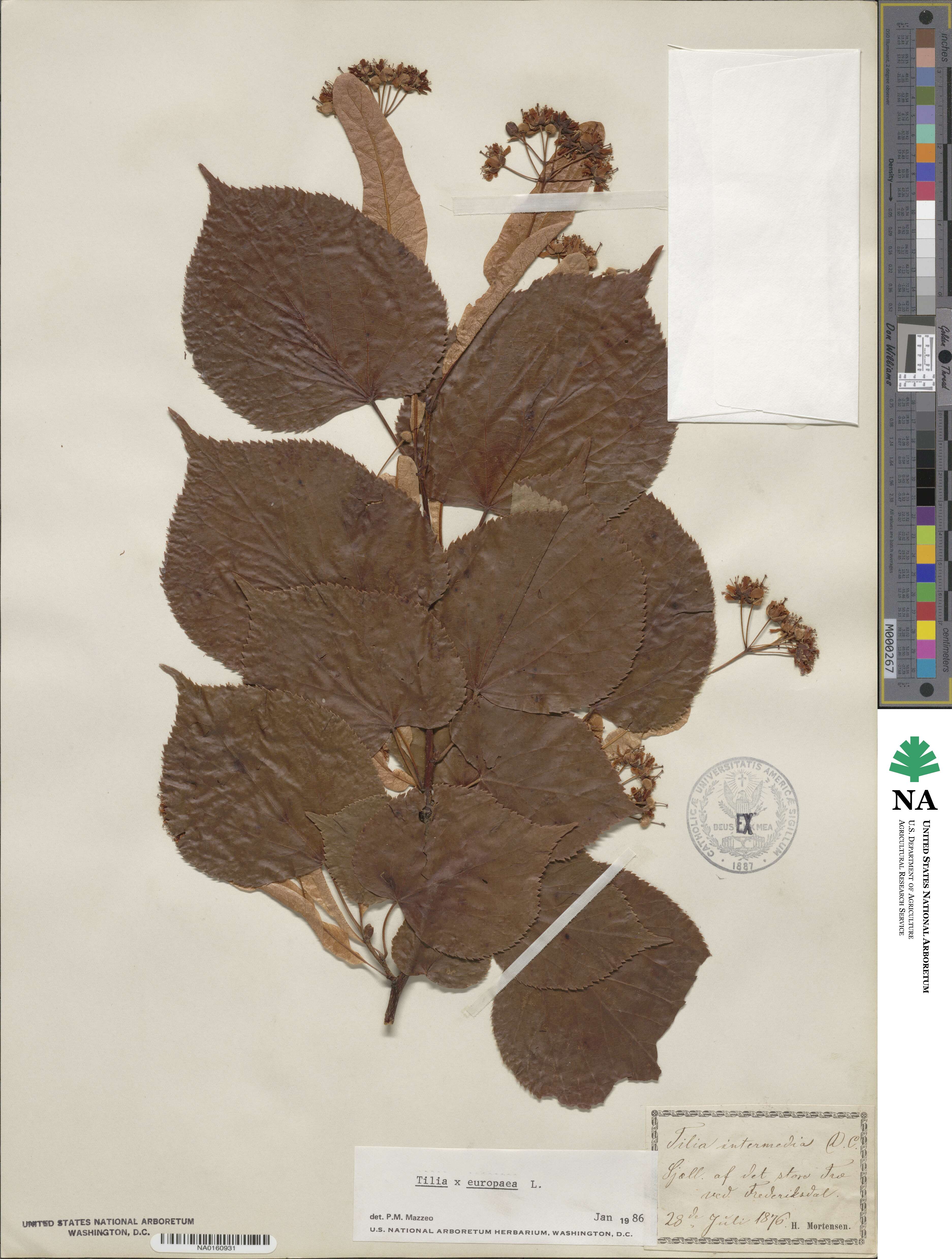 Tilia platyphyllos subsp. platyphyllos image