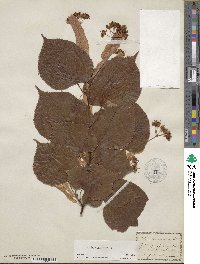 Tilia platyphyllos image