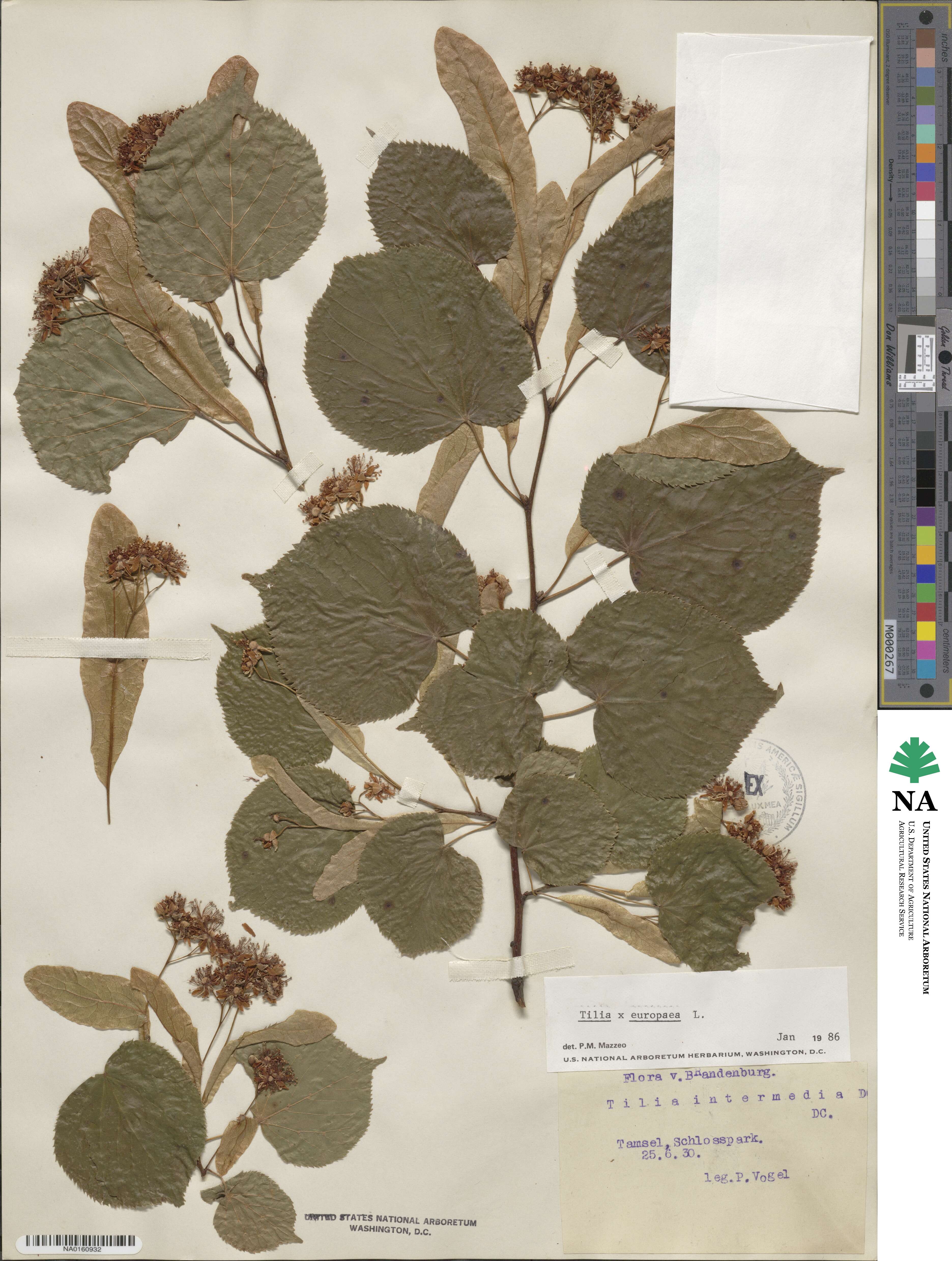 Tilia platyphyllos subsp. platyphyllos image