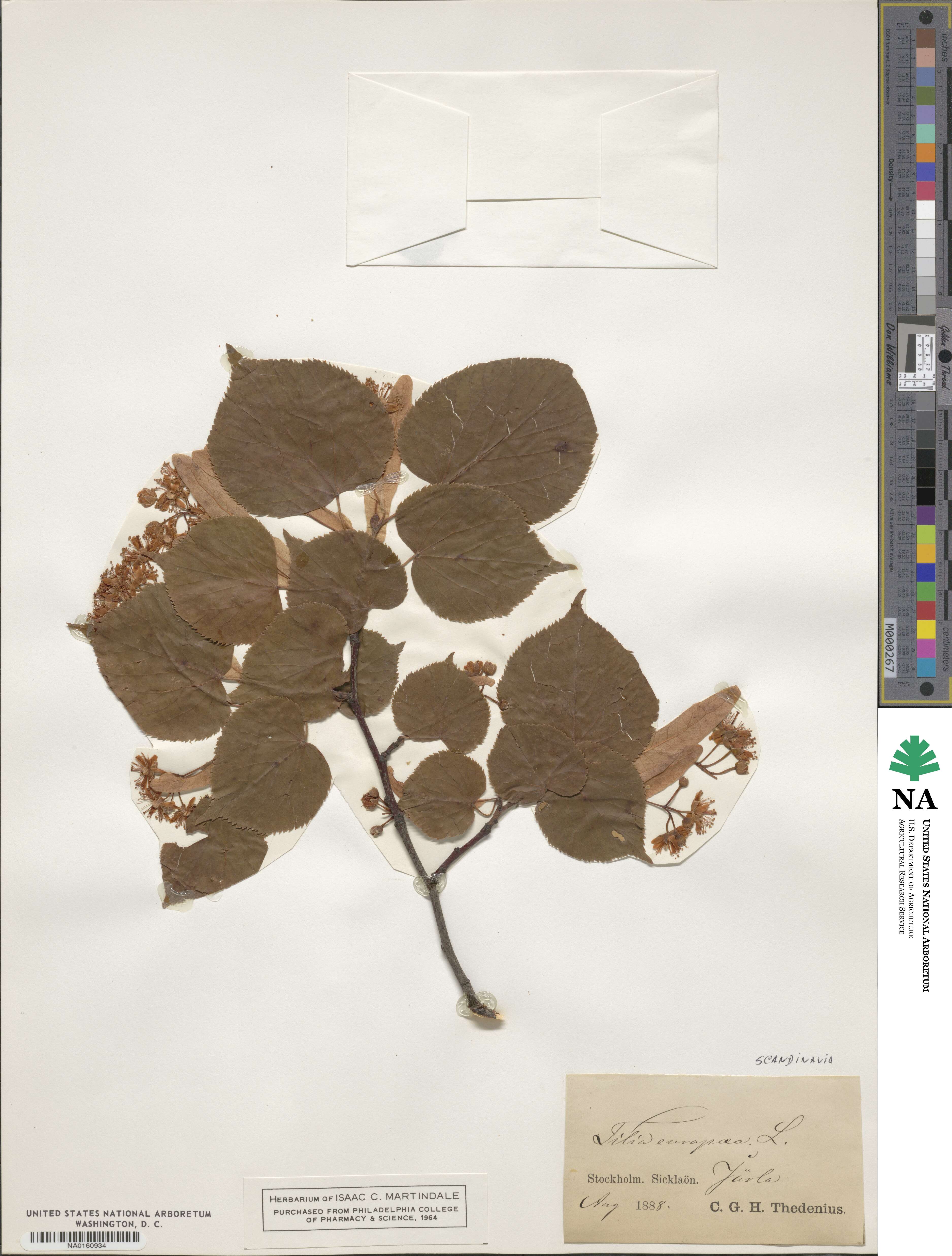 Tilia platyphyllos subsp. platyphyllos image