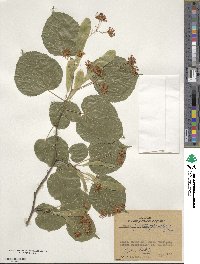 Tilia platyphyllos image