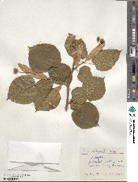 Tilia platyphyllos image