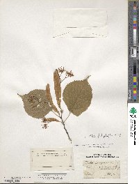 Tilia platyphyllos image