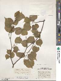 Tilia platyphyllos image